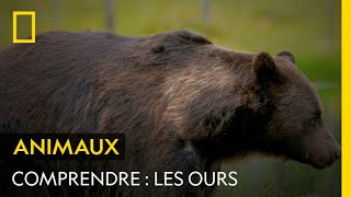 COMPRENDRE : Les ours