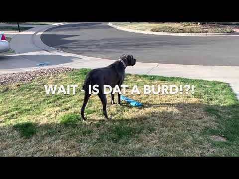 Great Dane attempts to get the newspaper | Great Dane Care