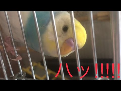 おはよう☀ 最後はカメラに気づくすいちゃん