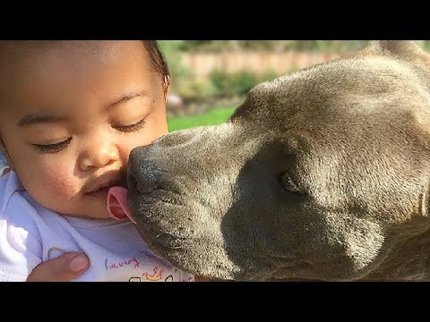 Cute Pitbull and Baby Compilation NEW