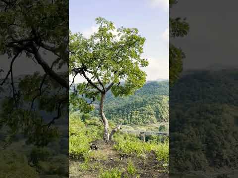 Nature beauty | beautiful views | Indore vlogs | weekend trips✈️ #tranding #shorts #nature #earth