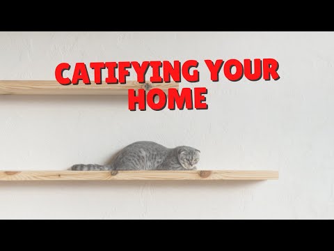 Catifying Your Home | Two Crazy Cat Ladies #Shorts