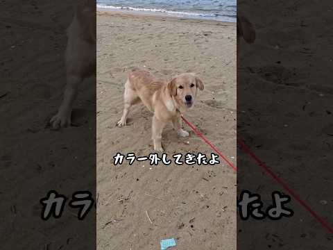 カラー外れて爆走止まれないゴルパピ#ゴールデンレトリバー仔犬 #ゴルパピ #愛犬