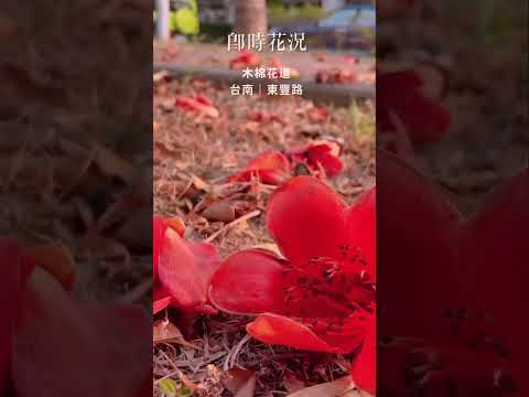 台南｜東豐路木棉花道