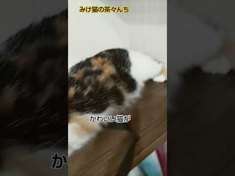 猫科猫目三毛猫　#cat #cutecat #三毛#猫のいる暮らし