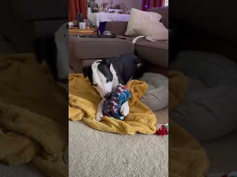 👆👆teach your dog to unwrap Christmas presents! 🎄🎁￼ #dogtraining #dogmom #doghacks #shorts