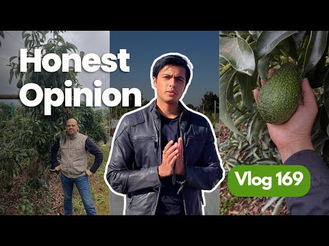 Honest Opinion on Maluma Avocado Variety | Indo Israel Avocado Vlog 169 | +91-6268643227