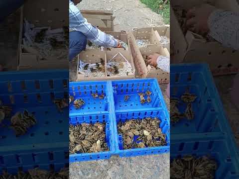 Quail Chicks|| Sonali Chicks & All Desi chicks Available Bilaspur CG #desimurga #chicken #quail