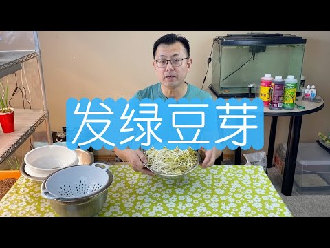 如何发绿豆：发绿豆芽要几天？每天加几次水？最佳温度是多少？全部答案在这里！