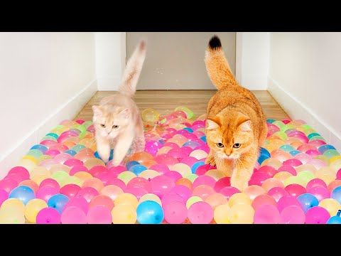 Can Kittens Walk On Water Balloons?