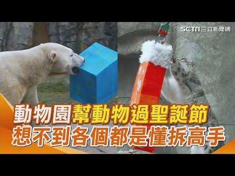 情緒價值100分！芝加哥動物園幫動物過聖誕節 動物們豪邁張嘴拆禮物 想不到各個都是懂拆高手｜三立新聞網 SETN.com