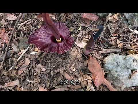 高雄柴山，壽山國家自然公園，豐富的生態與超棒的步道