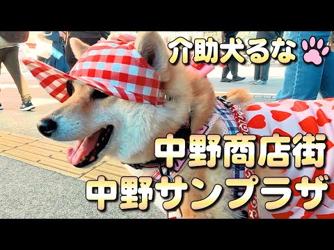 【柴犬介助犬】中野商店街と中野サンプラザ［柴犬介助犬るな］