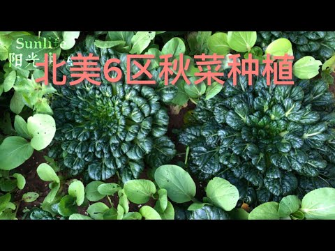 北美6区秋菜种植 ｜ Sunlife 阳光生活