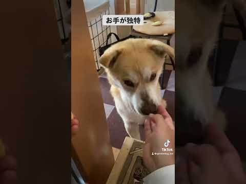 お手というか強奪。#保護犬を家族に #doglover #rescuedog #シニア犬 #doggo #可愛い犬