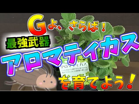 Gよ、さらば！最強ハーブ「アロマティカス」を育てよう。育てやすく、かわいいG除け。