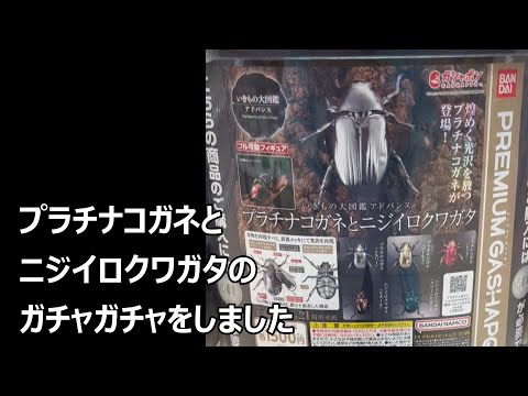 プラチナコガネとニジイロクワガタのガチャガチャ　1,500円