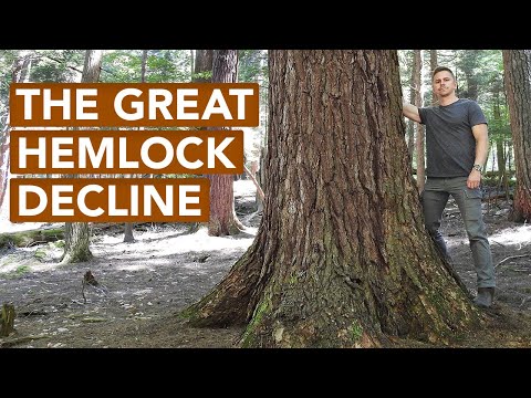 The Great Hemlock Decline