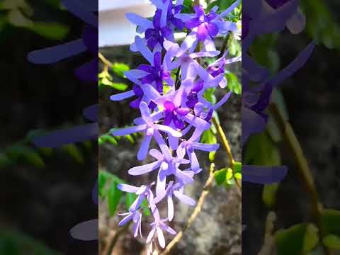 എന്ത് സുന്ദരിയാണ് ഇവൾ 😍subscribe me#shorts #petrea #sandpapervine #gardening #viral