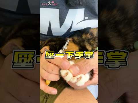 新手貓奴必看！第一次剪指甲請注意 #shorts #寵物知識 #貓 #剪指甲