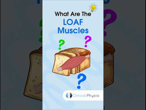 ‘LOAF’ Muscles #physicaltherapy #physiotherapy #handanatomy #mediannerve #carpaltunnelsyndrome