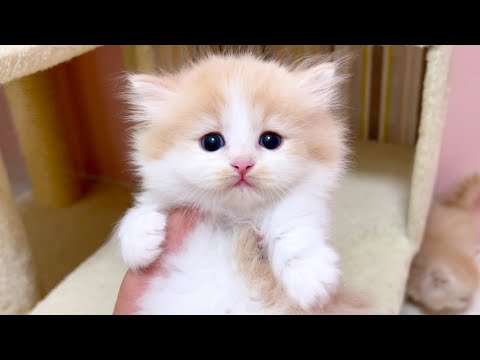 【マンチカンの子猫】順調に可愛くモフモフになっていく子猫達の件 ～猫のいる生活Vol.1023～出産動画 マンチカン短足・ミヌエット・ペルシャ猫専門ブリーダー『ペット蔵人』【子猫の成長記録】