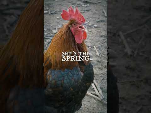 “Rooster” is out now wherever you get your music!  Check out the lyric video now!