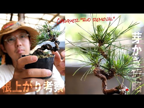 [Kuromatsu] How to remove buds after cutting them! Thinking about Neagari tree shape [Bonsai Q]