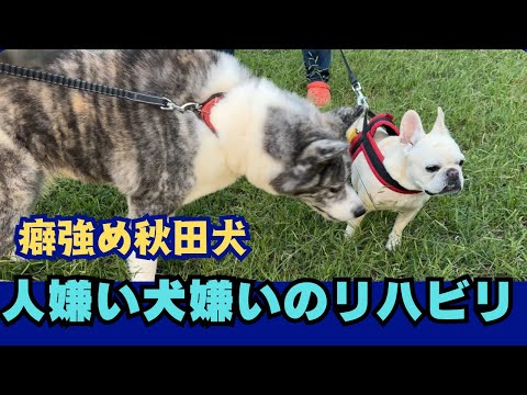 警戒心高め女子な秋田犬