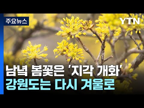 남녘 봄꽃은 '지각 개화'...강원도는 다시 겨울로 / YTN