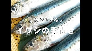 【魚のきほん】イワシの手開き