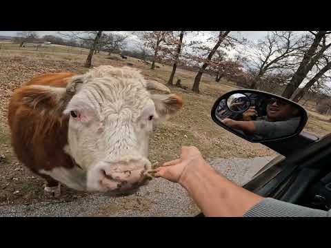 Animal Encounters!