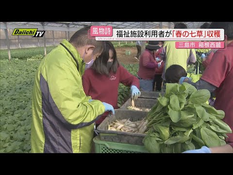 三島市箱根西麓で　「春の七草」収穫