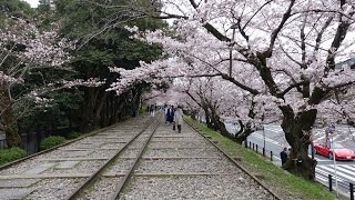 2017/04  自助 京都追櫻全紀錄