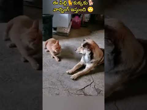 ఈ పిల్లి🐈కుక్కకు🐕వార్నింగ్ ఇస్తుంది 🙄 #shorts #funnyanimals