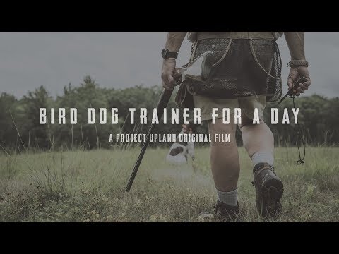 A Deutsch Kurzhaar Story - Bird Dog Trainer for a Day - Project Upland