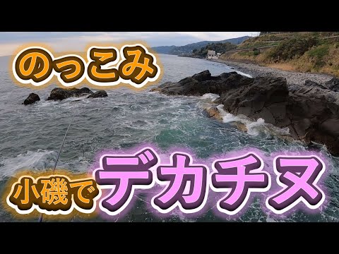 ノッコミのチヌは地磯の小磯でもデカいのが釣れます