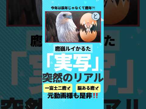 突然の実写とんび×鷹嶺ルイ🦅 #ホロライブ切り抜き