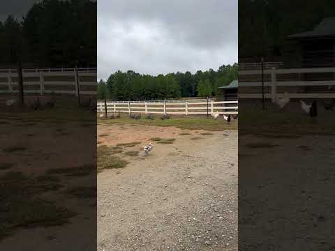 Walking to the Barn