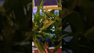 Java Fern #aquarium #hobbyist #aquascaper #shortvideo #aquaticplants