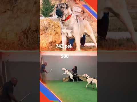 Dog Showdown: Turkish Kangal vs Dogo Argentino 🐕⚔️ #doglover #dogshorts #kangal #dogo #shorts