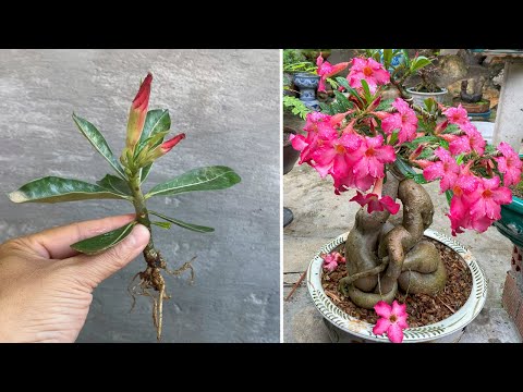 With just a slice of this bulb, when propagating porcelain flowers, they will flower very quickly