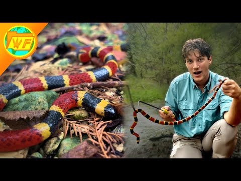 DEADLIEST VENOM in America? The Coral Snake!