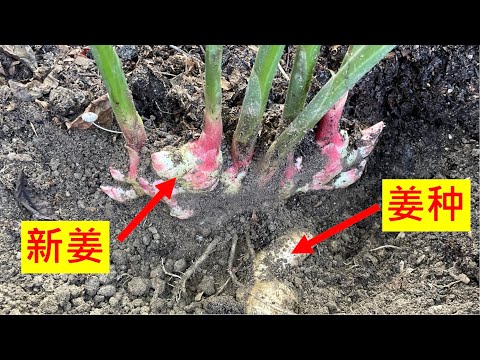 生姜高产种植策略: （1) 一定要种植在短日照，疏松，透气，肥沃的土壤里（2) 根茎膨大期追加磷钾肥（3) 培土