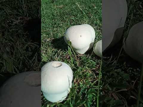 Mushroom #mushroom