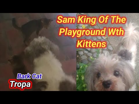 "Sam's Happy Day: Exploring and Playing With The Kittens"