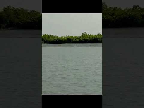 দূরে শুয়ে আছে কুমির #tranding #youtubeshorts #sundarban #crocodile #tiger