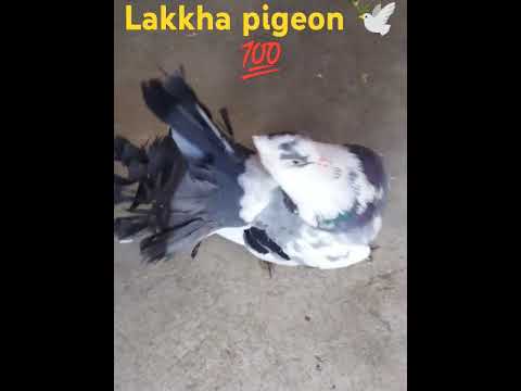 #pigeon #trending #viral#pigeon #short #video 👈🦚🕊💕💯