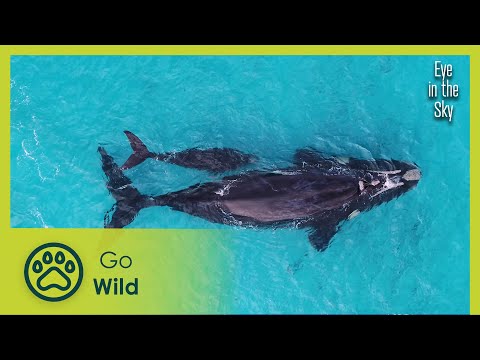 Western Australia | Eye in the Sky 3/5 | Go Wild