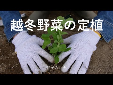 【家庭菜園】越冬野菜の定植／玉ネギ／エンドウ豆